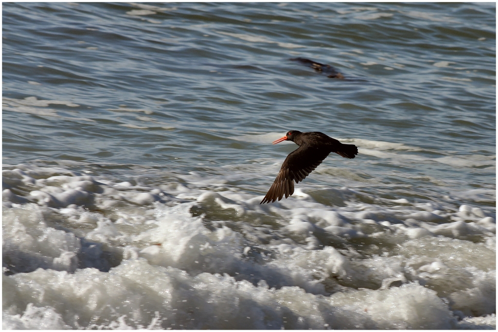 04 - Presqu'ile d'Otago (5).jpg